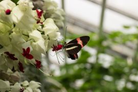 Buntes Geflatter In Jena 9